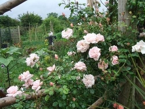 Cross Close House B&B Lostwithiel Ngoại thất bức ảnh
